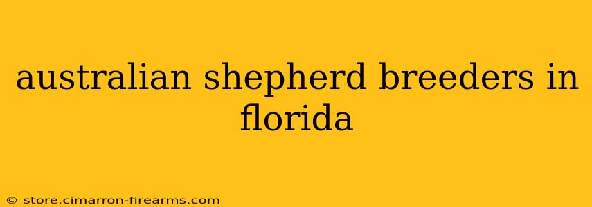 australian shepherd breeders in florida