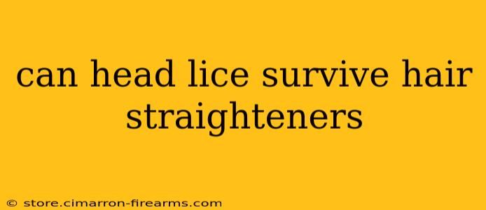 can head lice survive hair straighteners