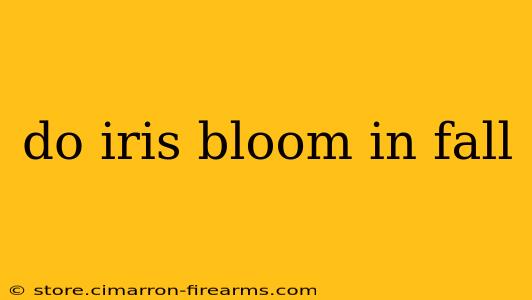 do iris bloom in fall