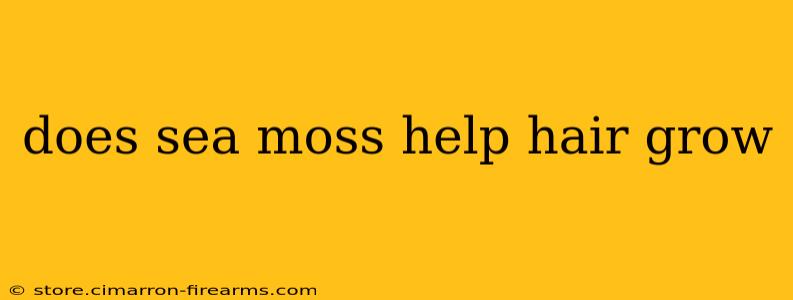 does sea moss help hair grow