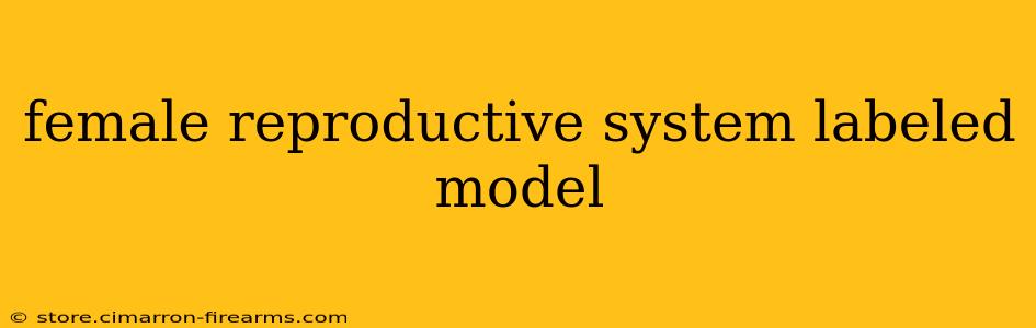 female reproductive system labeled model