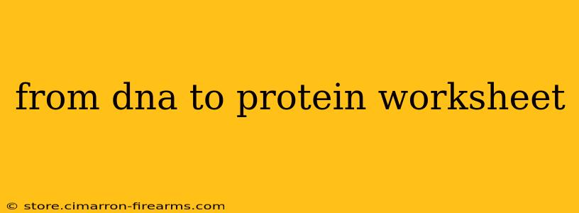 from dna to protein worksheet