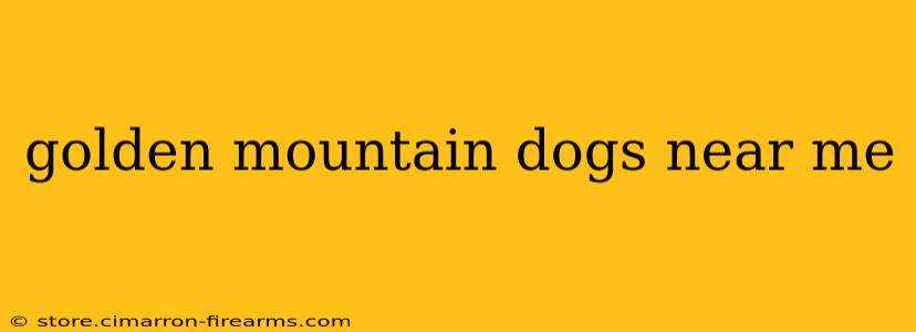 golden mountain dogs near me