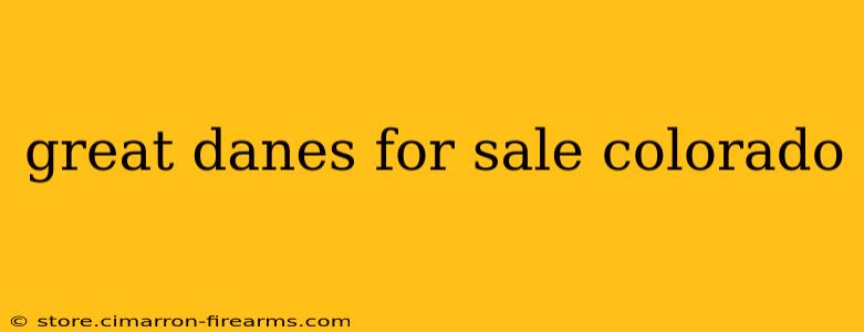 great danes for sale colorado