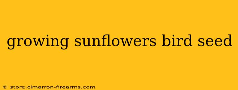 growing sunflowers bird seed