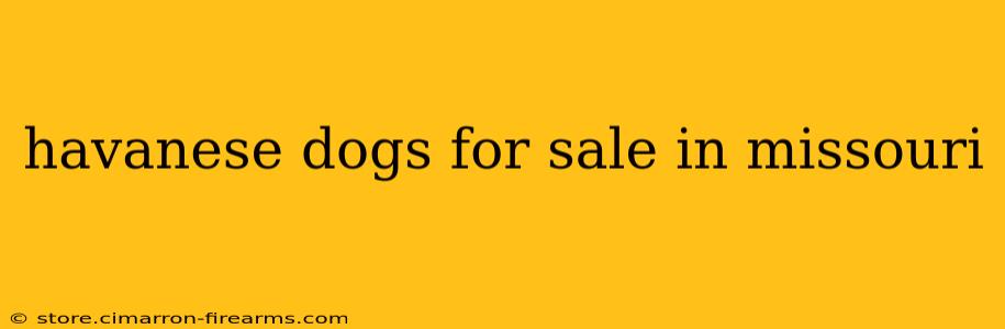 havanese dogs for sale in missouri