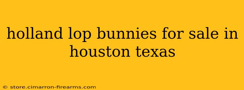 holland lop bunnies for sale in houston texas