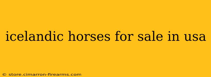 icelandic horses for sale in usa