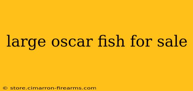 large oscar fish for sale