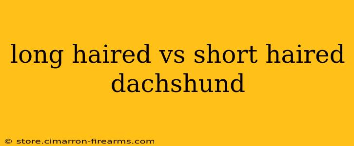 long haired vs short haired dachshund