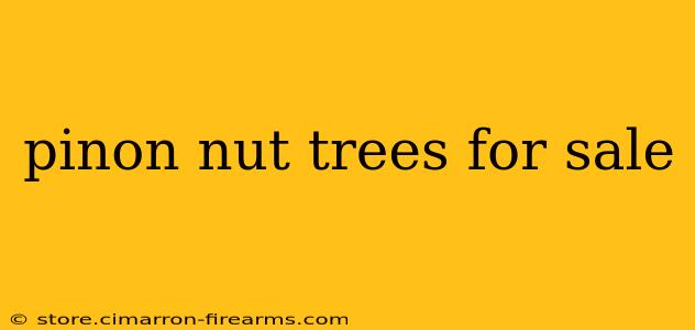 pinon nut trees for sale