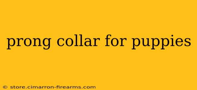 prong collar for puppies