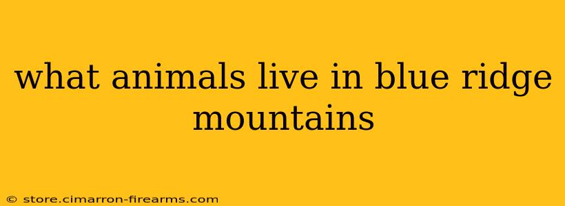 what animals live in blue ridge mountains