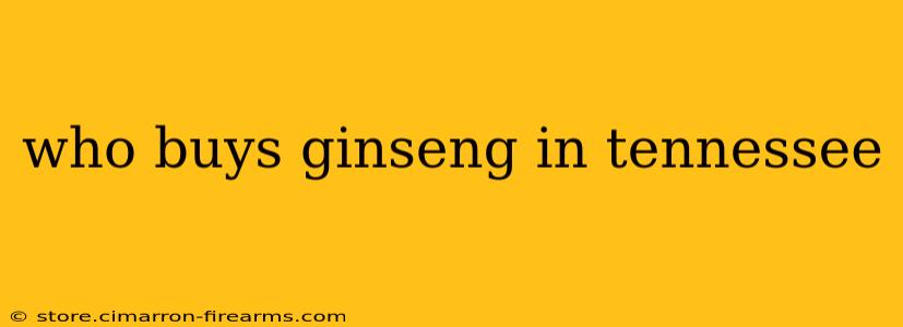 who buys ginseng in tennessee